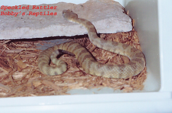 My Male Speckled Rattler 2 copy.jpg [112 Kb]